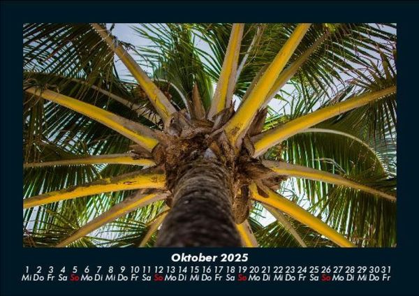 Produktbild: Palmen 2025 Fotokalender DIN A5