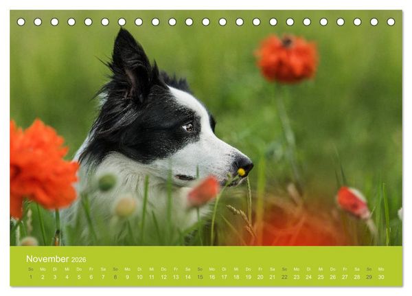 Produktbild: Traumschnauzen (Tischkalender 2026 DIN A5 quer), CALVENDO Monatskalender