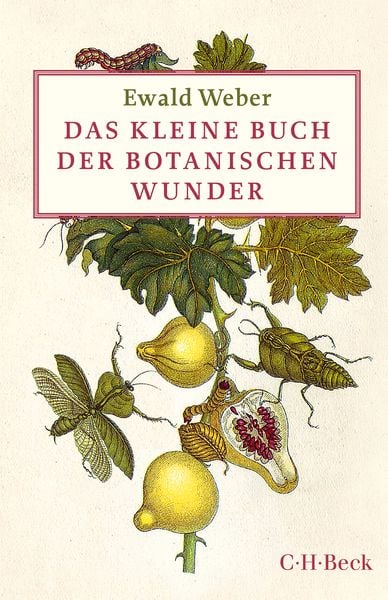Das kleine Buch der botanischen Wunder, Gebundene Ausgabe von Ewald Weber, C.H. Beck, 9783406696183
