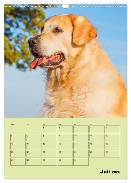 Produktbild: Jahresplaner Golden Retriever (Wandkalender 2026 DIN A3 hoch), CALVENDO Monatskalender