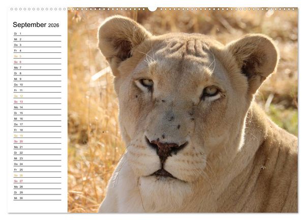 Produktbild: LION KING SELFIES L&ouml;wen hautnah (Wandkalender 2026 DIN A2 quer), CALVENDO Monatskalender