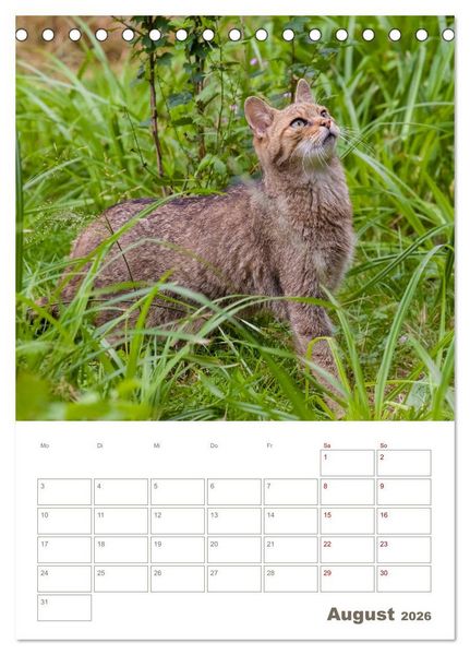 Produktbild: Europ&auml;ische Wildkatzen - Jahresplaner (Tischkalender 2026 DIN A5 hoch), CALVENDO Monatskalender