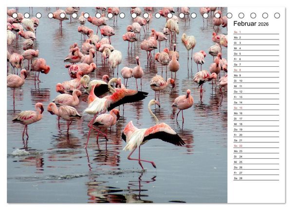 Produktbild: Mein Flamingo Planer (Tischkalender 2026 DIN A5 quer), CALVENDO Monatskalender