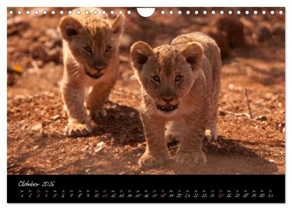 Produktbild: Wilde L&ouml;wen (Wandkalender 2026 DIN A4 quer), CALVENDO Monatskalender