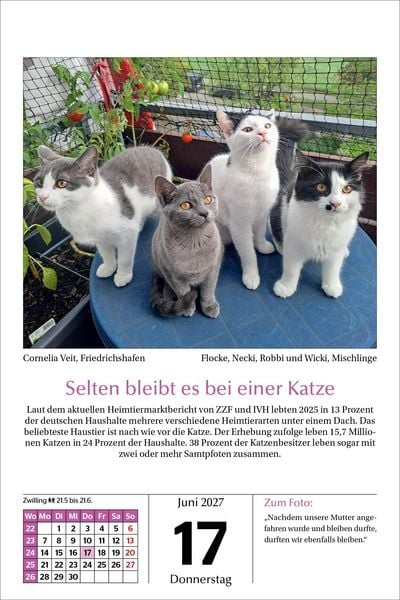 Produktbild: Katzen Tageskalender 2027