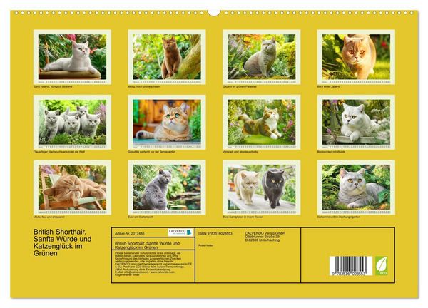 Produktbild: British Shorthair. Sanfte W&uuml;rde und Katzengl&uuml;ck im Gr&uuml;nen (hochwertiger Premium Wandkalender 2026 DIN A2 quer), Kunstdruck in Hochglanz