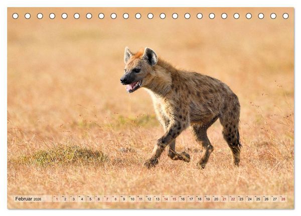 Produktbild: Faszination Afrika: T&uuml;pfel-Hy&auml;nen (Tischkalender 2026 DIN A5 quer), CALVENDO Monatskalender