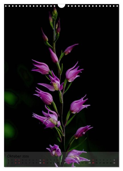Produktbild: Juwelen der Natur - Ein Orchideensommer (Wandkalender 2026 DIN A3 hoch), CALVENDO Monatskalender