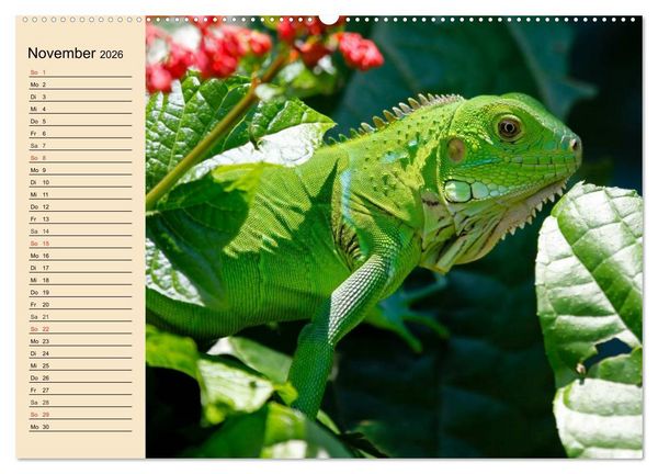Produktbild: Reptilien. Schlangen, Echsen und Co. (Wandkalender 2026 DIN A2 quer), CALVENDO Monatskalender