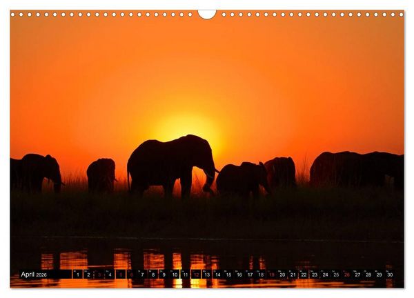 Produktbild: Magie des Augenblicks - Elefanten - Afrikas sanfte Riesen (Wandkalender 2026 DIN A3 quer), CALVENDO Monatskalender