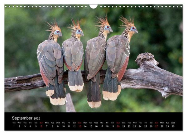 Produktbild: Peru - from the Andes to the Amazon / UK-Version (Wall Calendar 2026 DIN A3 landscape), CALVENDO 12 Month Wall Calendar