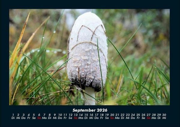 Produktbild: Pilzkalender 2026 Fotokalender DIN A4