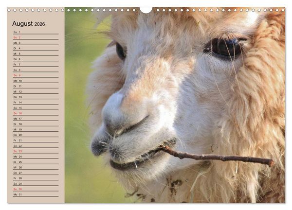 Produktbild: Alpakas und Lamas (Wandkalender 2026 DIN A3 quer), CALVENDO Monatskalender