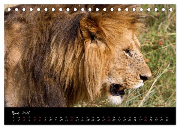 Produktbild: Faszination Afrika - wilde Tiere der Masai Mara - Kenia (Tischkalender 2026 DIN A5 quer), CALVENDO Monatskalender
