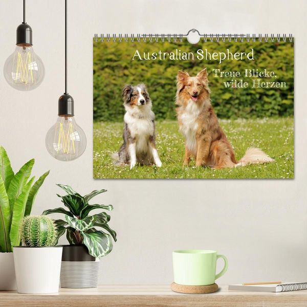 Produktbild: Australian Shepherd - Treue Blicke, wilde Herzen (Wandkalender 2027 DIN A4 quer), CALVENDO Monatskalender
