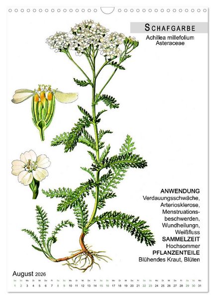 Produktbild: Heilpflanzen (Wandkalender 2026 DIN A3 hoch), CALVENDO Monatskalender
