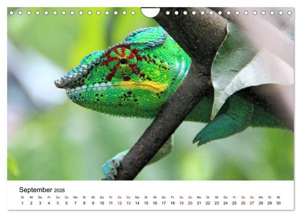 Produktbild: Tiere Madagaskars (Wandkalender 2026 DIN A4 quer), CALVENDO Monatskalender