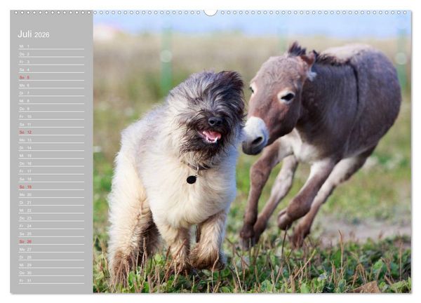 Produktbild: Kleiner Esel. Boldewyn mit seinen Freunden (Wandkalender 2026 DIN A2 quer), CALVENDO Monatskalender