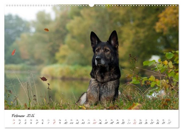 Produktbild: Der graue Deutsche Sch&auml;ferhund (hochwertiger Premium Wandkalender 2026 DIN A2 quer), Kunstdruck in Hochglanz