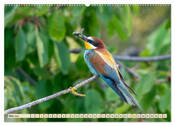 Produktbild: Unsere Vogelvielfalt: Ein Schatz zum Entdecken und Sch&uuml;tzen (Wandkalender 2026 DIN A2 quer), CALVENDO Monatskalender