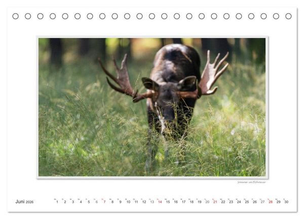 Produktbild: Emotionale Momente: Europ&auml;ischer Elch. / CH-Version (Tischkalender 2026 DIN A5 quer), CALVENDO Monatskalender