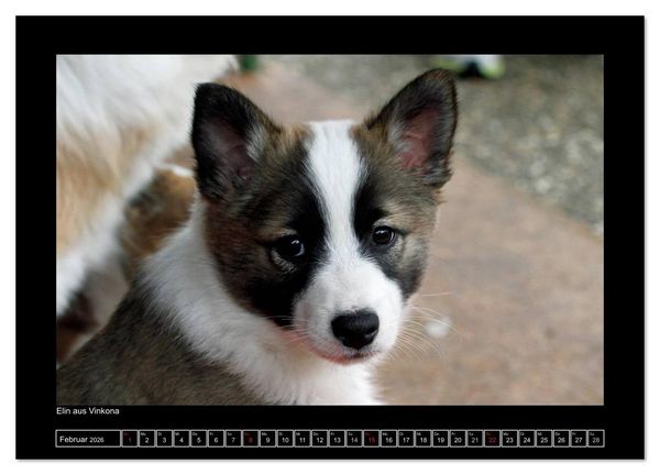 Produktbild: Islandhund - Welpen / CH-Version (Wandkalender 2026 DIN A4 quer), CALVENDO Monatskalender
