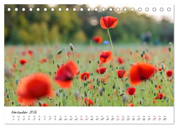 Produktbild: Mohnwiesen (Tischkalender 2026 DIN A5 quer), CALVENDO Monatskalender