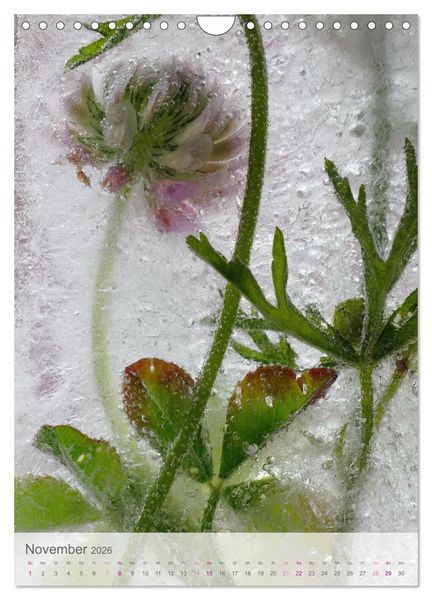 Produktbild: Blumen in Eis (Wandkalender 2026 DIN A4 hoch), CALVENDO Monatskalender