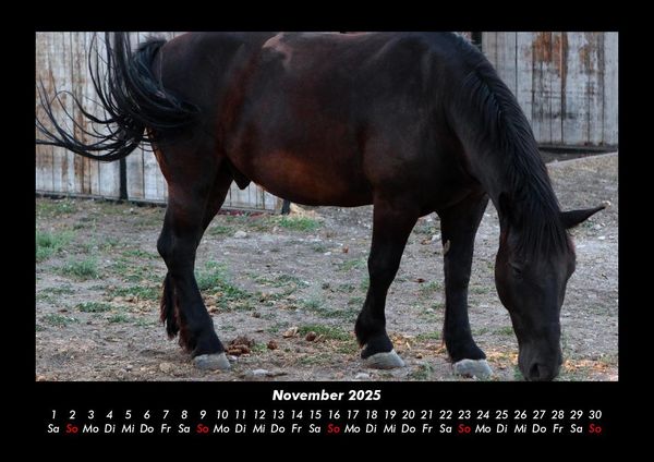 Produktbild: Pferde Kalender 2025 Fotokalender DIN A3