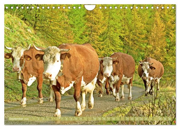 Produktbild: Kuh-Idylle: Suchen Sie die Ruhe in der Natur? (Wandkalender 2026 DIN A4 quer), CALVENDO Monatskalender