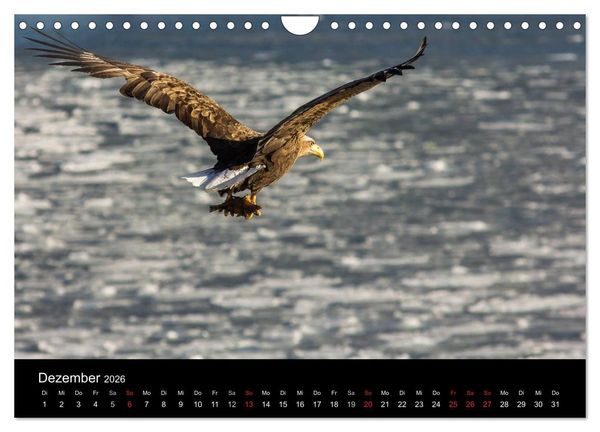 Produktbild: Seeadler - K&ouml;nige der L&uuml;fte (Wandkalender 2026 DIN A4 quer), CALVENDO Monatskalender