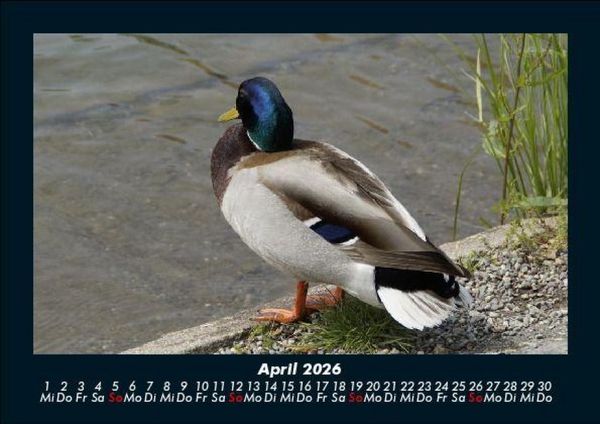 Produktbild: Vogelparadies 2026 Fotokalender DIN A5