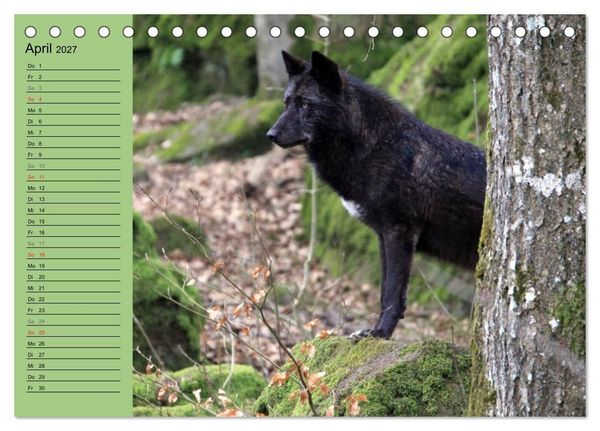 Produktbild: Im Rudel Zuhause - Der Wolf (Tischkalender 2027 DIN A5 quer), CALVENDO Monatskalender