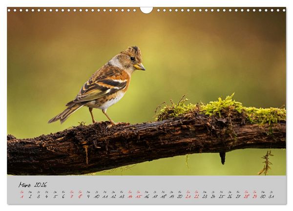 Produktbild: Bunte V&ouml;gel am Futterplatz (Wandkalender 2026 DIN A3 quer), CALVENDO Monatskalender