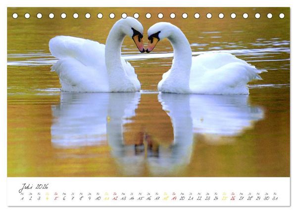 Produktbild: Schw&auml;ne, Liebe f&uuml;r die Ewigkeit (Tischkalender 2026 DIN A5 quer), CALVENDO Monatskalender