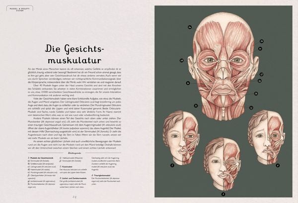 Das Museum des Körpers