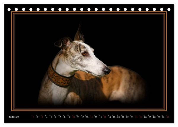 Produktbild: Galgo Espa&ntilde;ol 2026- Der spanische Windhund (Tischkalender 2026 DIN A5 quer), CALVENDO Monatskalender