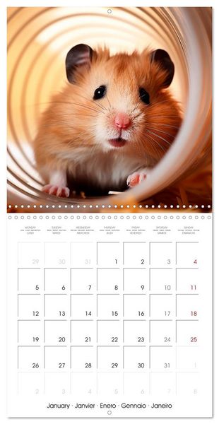 Produktbild: Sweet HAMSTERS (Wall Calendar 2026 12 &times; 12 Inch) CALVENDO 12 Month Wall Calendar