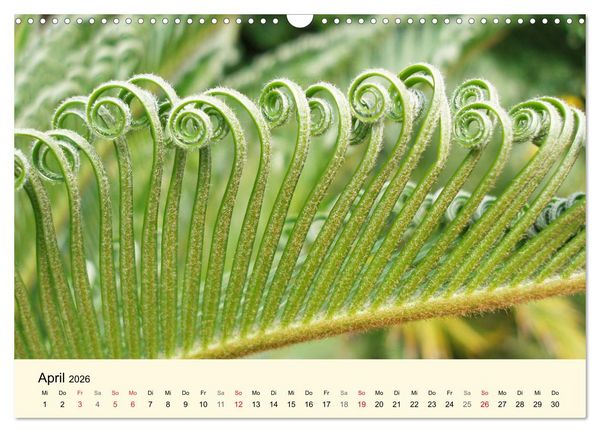 Produktbild: Kraftquelle Gr&uuml;n (Wandkalender 2026 DIN A3 quer), CALVENDO Monatskalender
