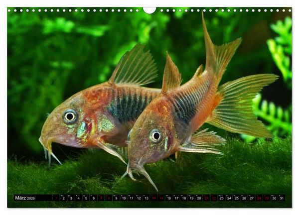 Produktbild: Beliebte Fische der Welt (Wandkalender 2026 DIN A3 quer), CALVENDO Monatskalender