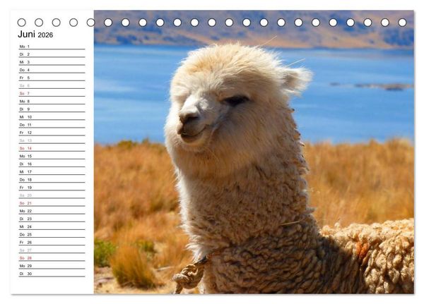 Produktbild: Alpakas und Lamas (Tischkalender 2026 DIN A5 quer), CALVENDO Monatskalender