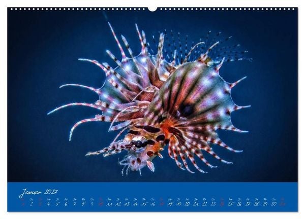 Produktbild: Meer sehen - Abenteuer Tauchen (Wandkalender 2027 DIN A2 quer), CALVENDO Monatskalender