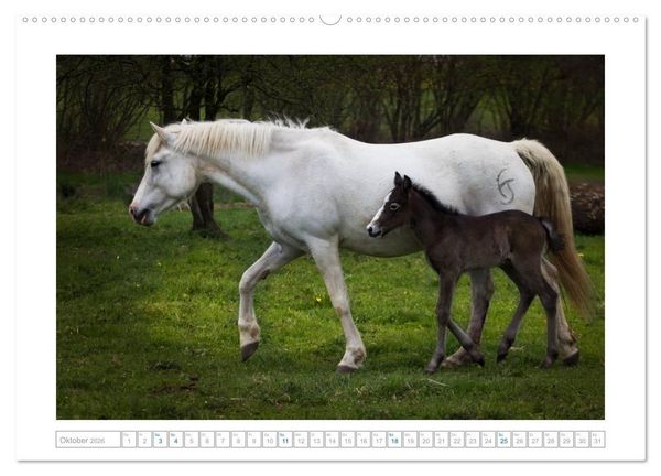 Produktbild: Wei&szlig;e Pferde der Camargue in Bayern (hochwertiger Premium Wandkalender 2026 DIN A2 quer), Kunstdruck in Hochglanz