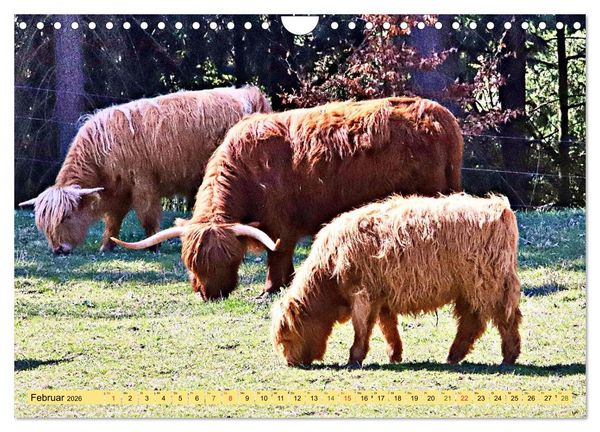 Produktbild: Highland Cattle, die Hochlandrinder aus Pfeffingen (Wandkalender 2026 DIN A4 quer), CALVENDO Monatskalender