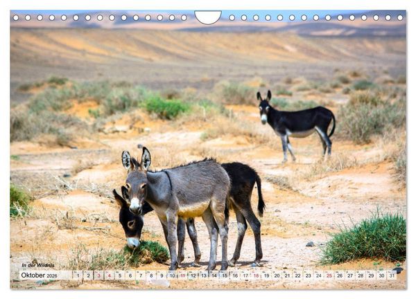 Produktbild: Marokko &ndash; Symphonie aus Licht und Farben (Wandkalender 2026 DIN A4 quer), CALVENDO Monatskalender