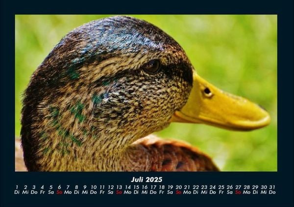 Produktbild: Enten 2025 Fotokalender DIN A4