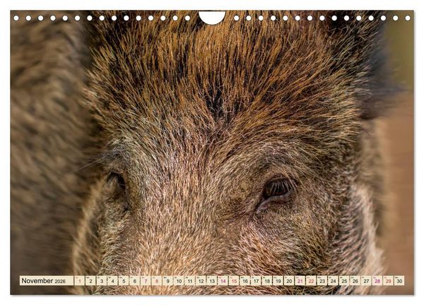 Produktbild: Unverwechselbar - Wildschwein (Wandkalender 2026 DIN A4 quer), CALVENDO Monatskalender