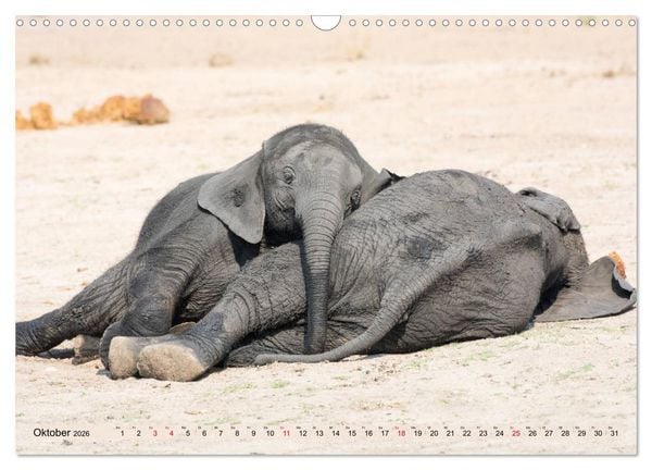 Produktbild: Elefanten - Sanfte Riesen Afrikas (Wandkalender 2026 DIN A3 quer), CALVENDO Monatskalender