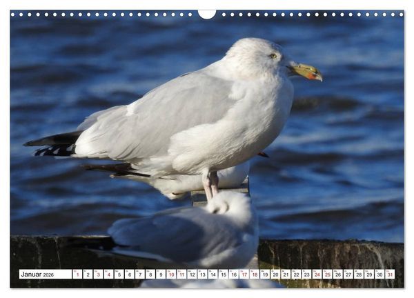Produktbild: Vogelkalender (Wandkalender 2026 DIN A3 quer), CALVENDO Monatskalender