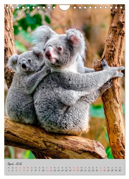 Produktbild: Koala, kleiner B&auml;r (Wandkalender 2026 DIN A4 hoch), CALVENDO Monatskalender